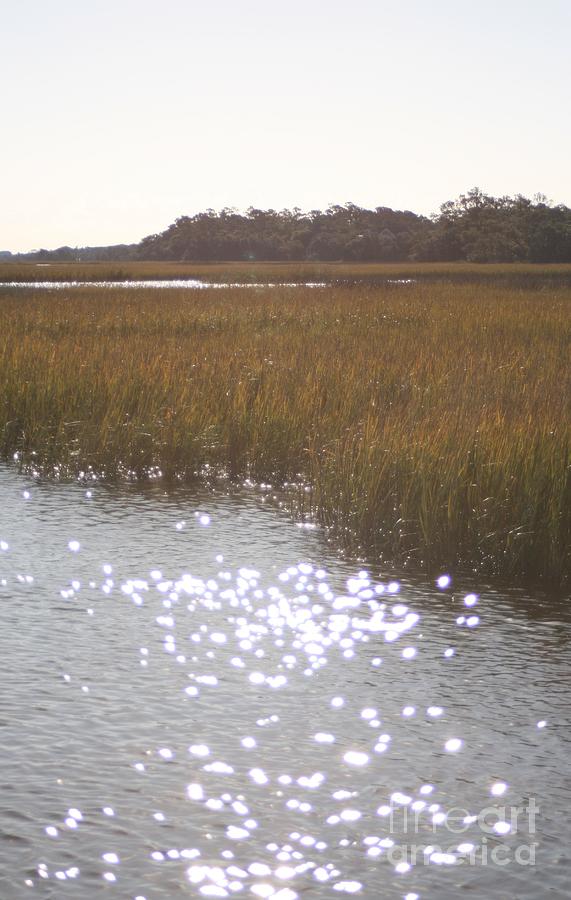 Sparkling  Marsh Photograph by Nadine Rippelmeyer