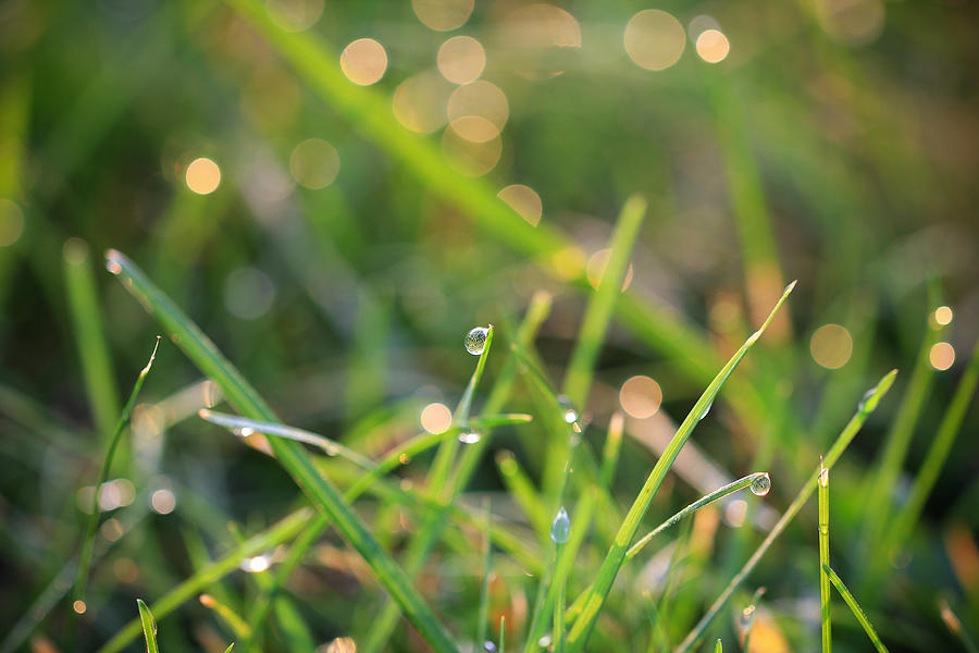 Sparkling Morning Dew Photograph by Rachel Cohen