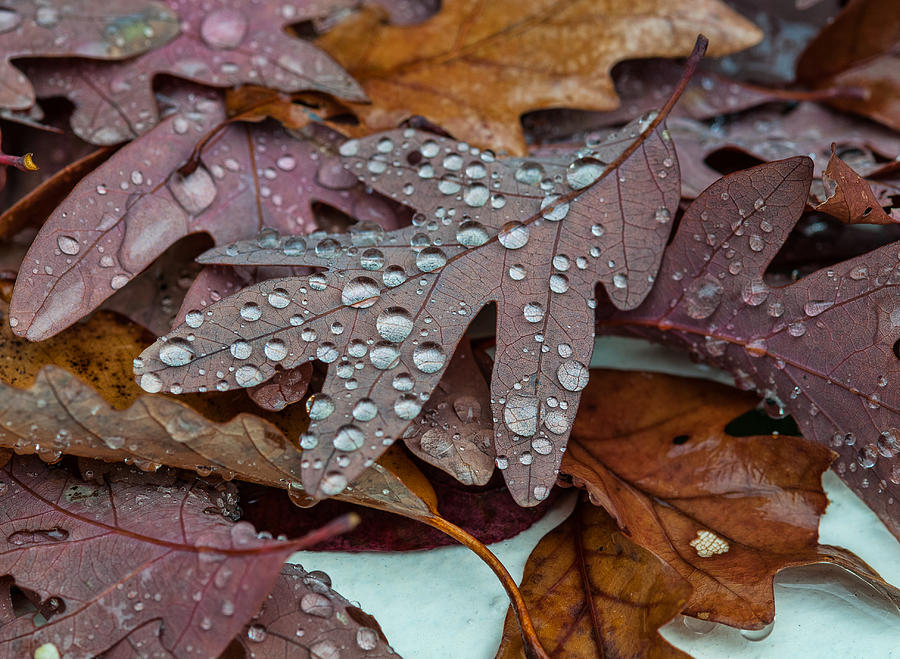 Sparkling Oak Leaves Photograph by Lara Ellis