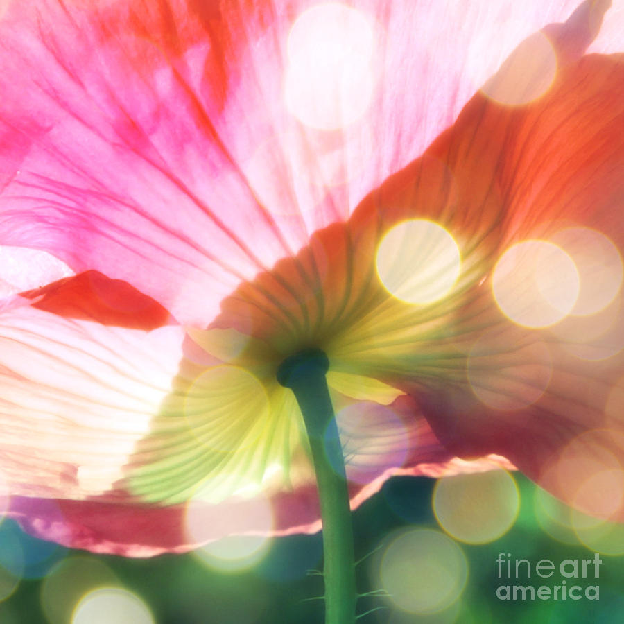 Sparkling Poppy  Photograph by Carol Groenen