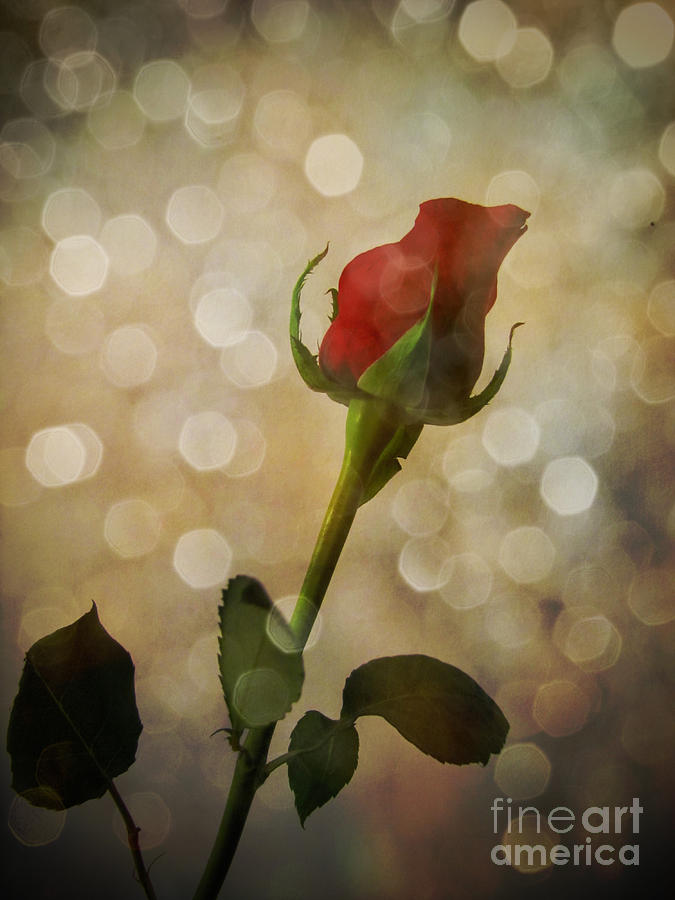 Sparkling Red Rose Bud Photograph Art Photograph