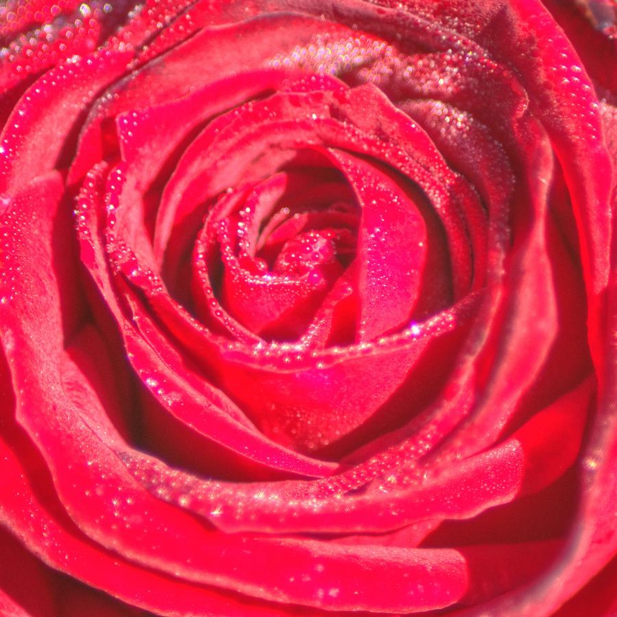 Sparkling Red Rose Photograph by Danny Mongosa - Fine Art America