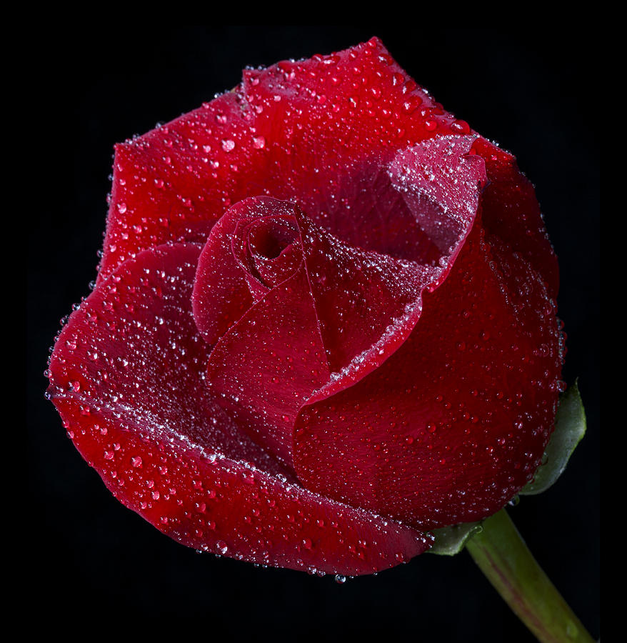 Sparkling Rosebud Photograph by Mary Jo Allen