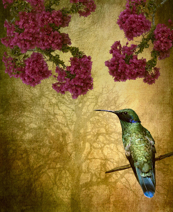 Feather Photograph - Sparkling Violet Ear Hummingbird by Susan Candelario