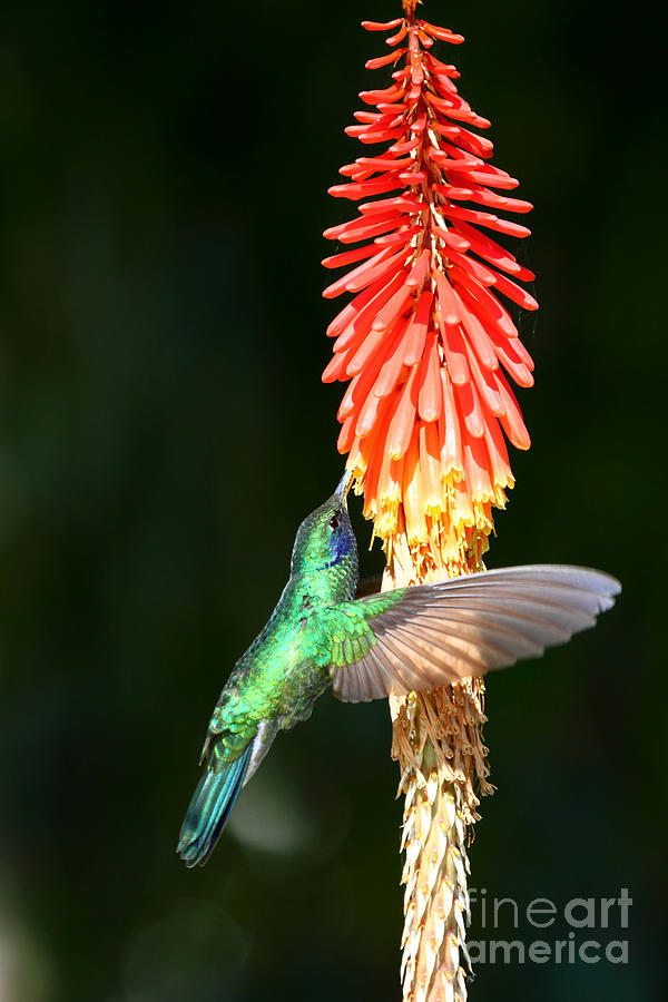 Sparkling Violetear Hummingbird Photograph by James Brunker