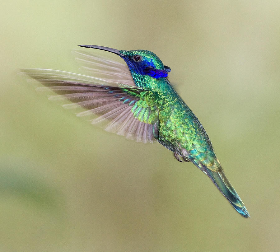 Sparkling Violetear Photograph by Max Waugh