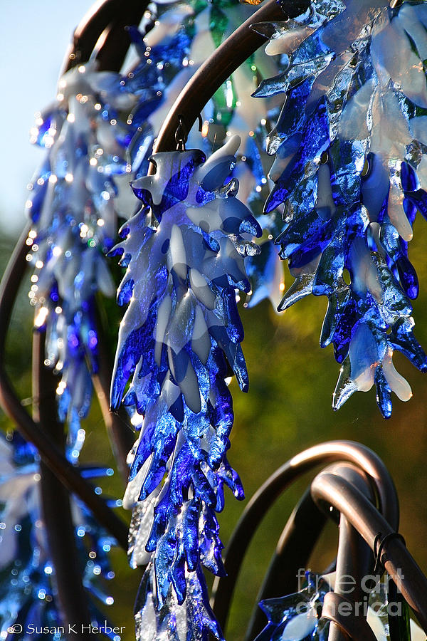 Glass Photograph - Sparkling Wisteria  by Susan Herber