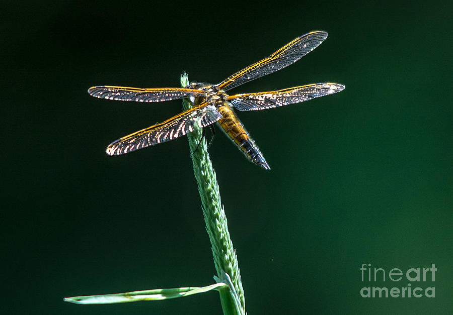 Sparkly Dragonfly Photograph by Cheryl Baxter