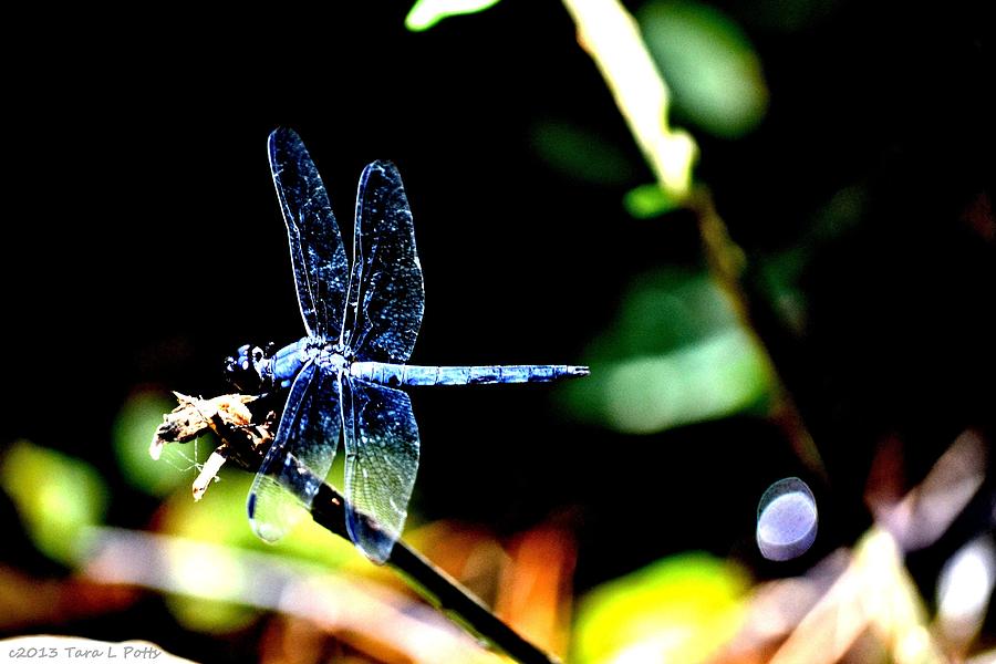 Sparkly Dragonfly Photograph by Tara Potts