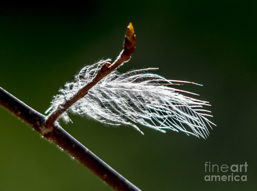 Sparkly feather Photograph by Cheryl Baxter