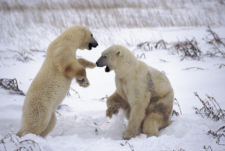 Sparring Bears Photograph by Randy Green
