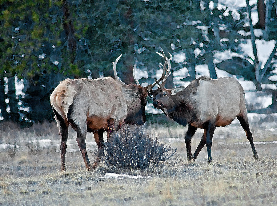 Sparring Bull Elk Photograph by Eric Rundle