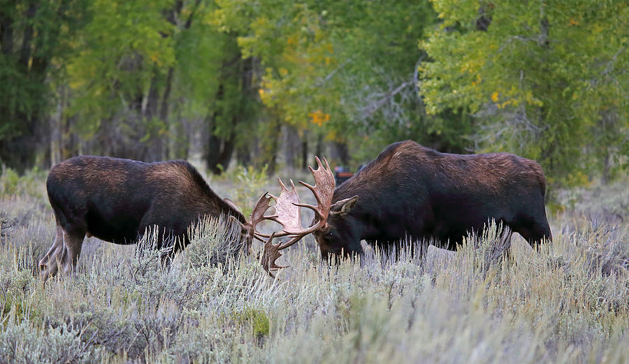Sparring Bull Moose in Sage Photograph by Jean Clark