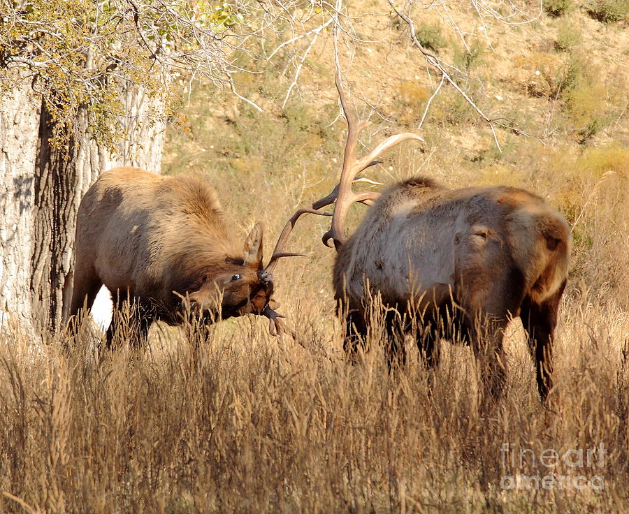 Sparring Elk Photograph by Robert Frederick