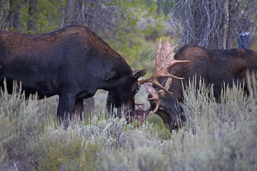 Sparring Moose Photograph by Jean Clark
