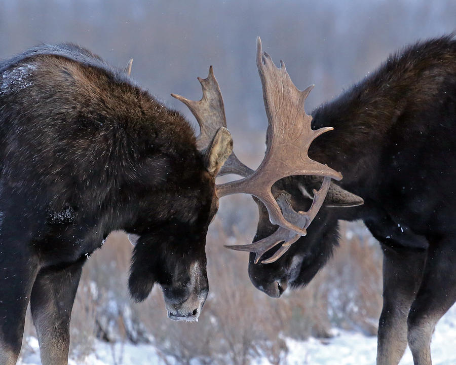 Sparring Moose Photograph by Tom Peek - Fine Art America