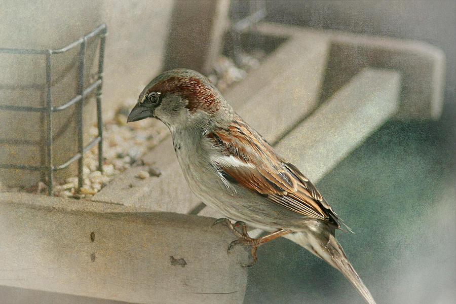 Sparrow 1  Photograph by Susan McMenamin
