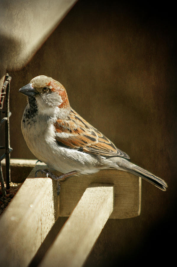 Sparrow 10  Photograph by Susan McMenamin