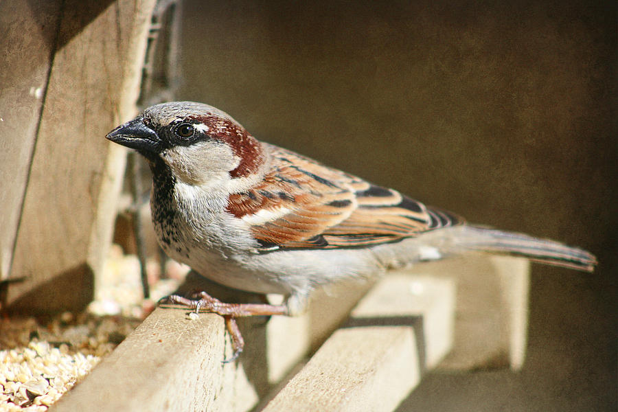 Sparrow 11  Photograph by Susan McMenamin