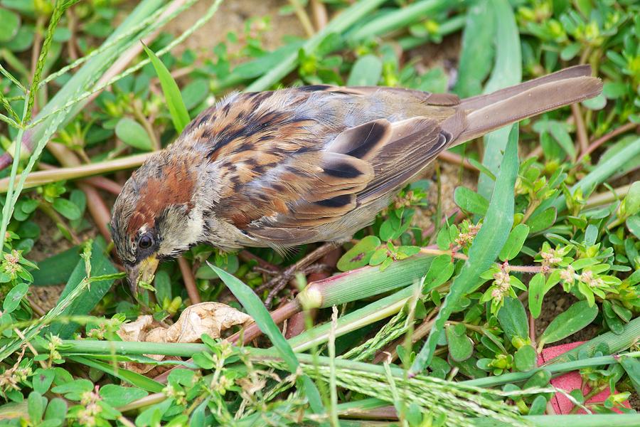 Sparrow Photograph - Sparrow 2 by Allan Morrison