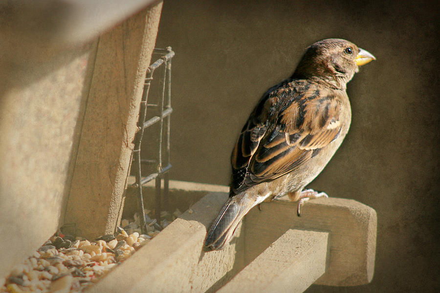 Sparrow 2  Photograph by Susan McMenamin
