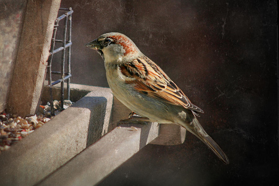 Sparrow 4  Photograph by Susan McMenamin