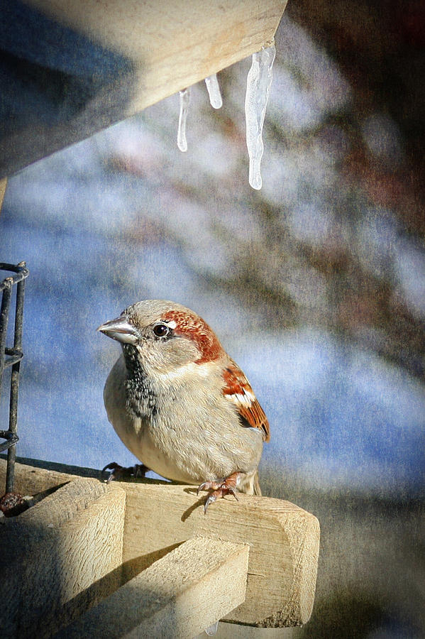 Sparrow 5   Photograph by Susan McMenamin