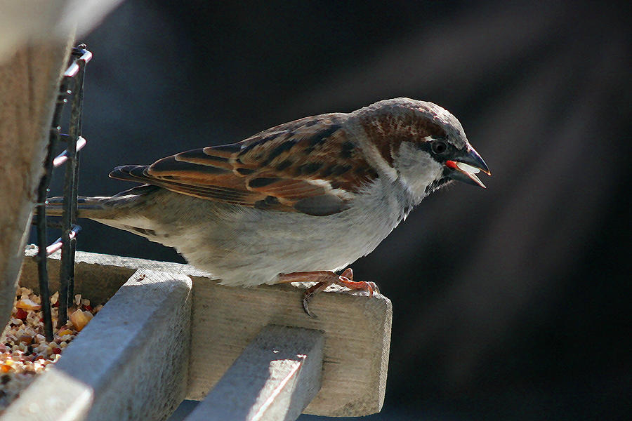 Sparrow 6  Photograph by Susan McMenamin