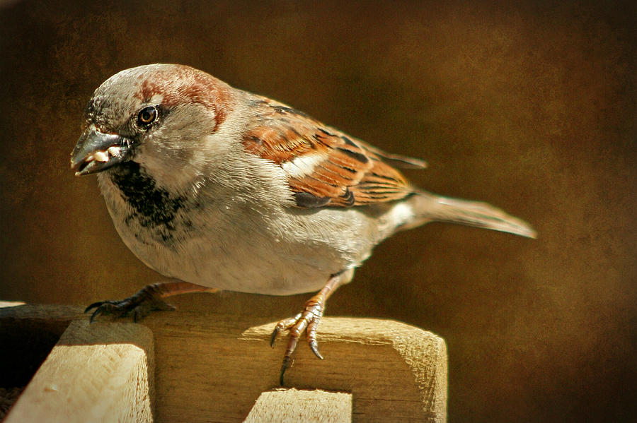 Sparrow 7  Photograph by Susan McMenamin