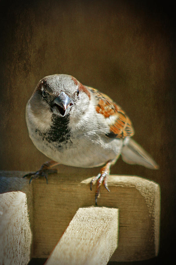Sparrow 8 Photograph by Susan McMenamin