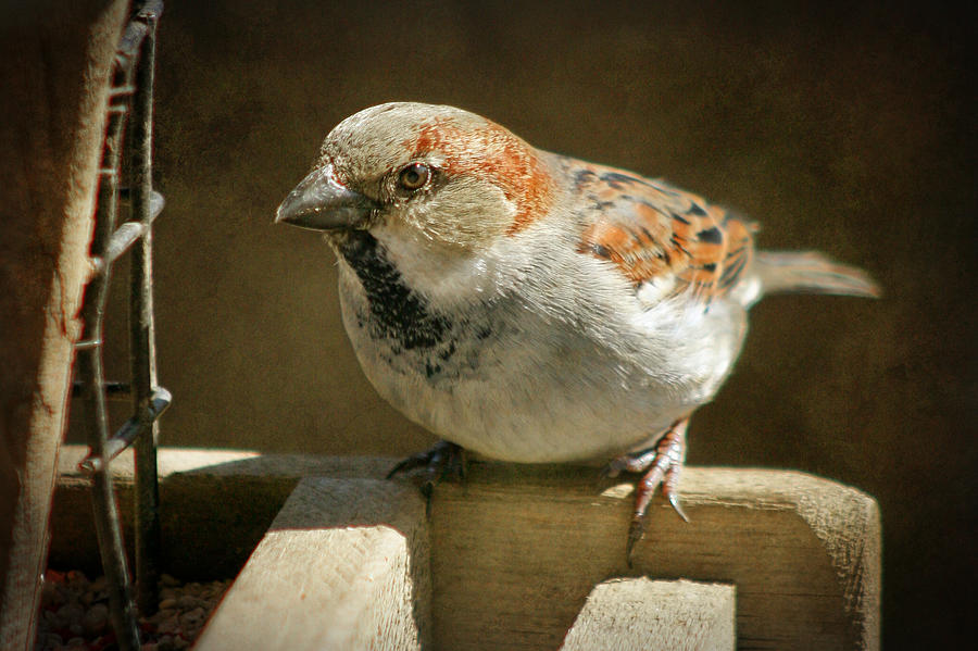 Sparrow 9  Photograph by Susan McMenamin