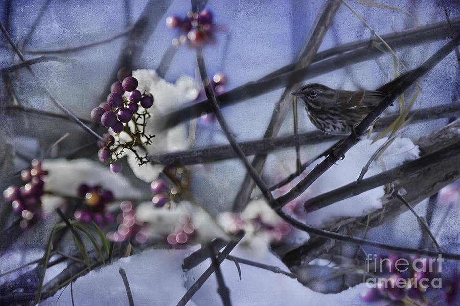 Sparrow and the Beauty Berry Photograph by Belinda Greb