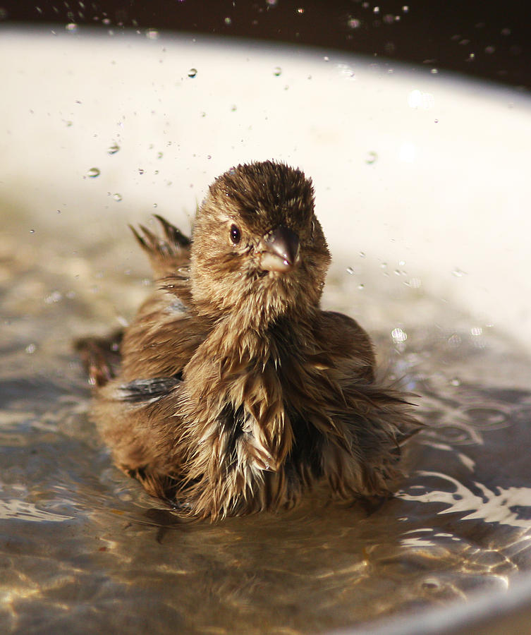 Sparrow Bathing Photograph by Jean Clark