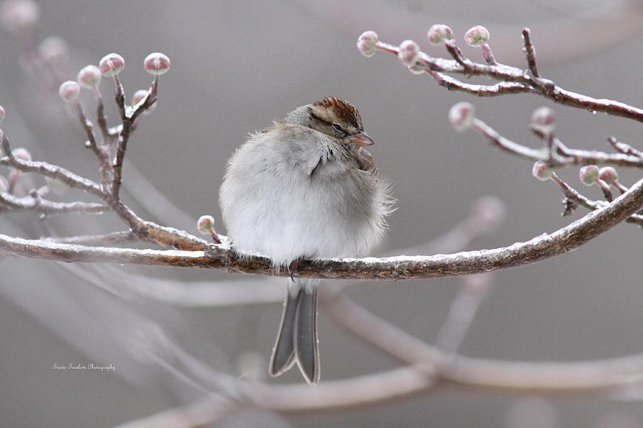 Sparrow Photograph - Sparrow - Bird - Snug as a Bug by Travis Truelove