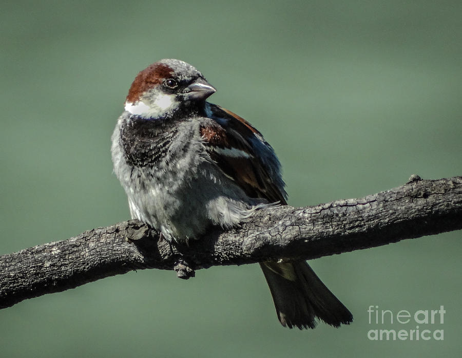 Sparrow Photograph - Sparrow by Charlene Gauld