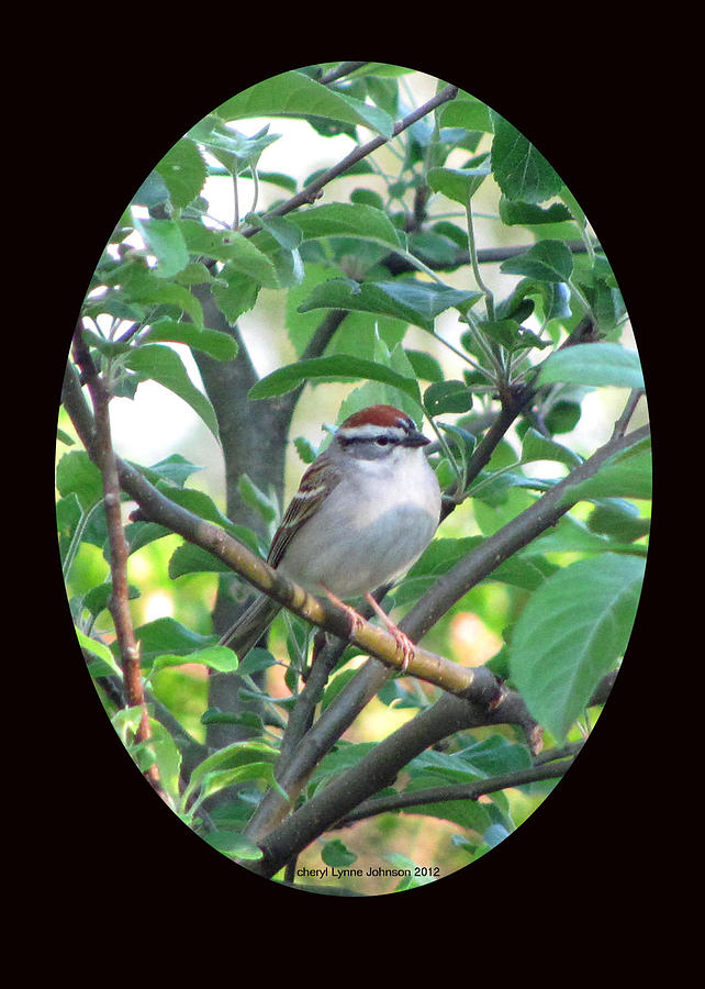 Sparrow Photograph - Sparrow by Cheryl Lynne  Leech-Johnson
