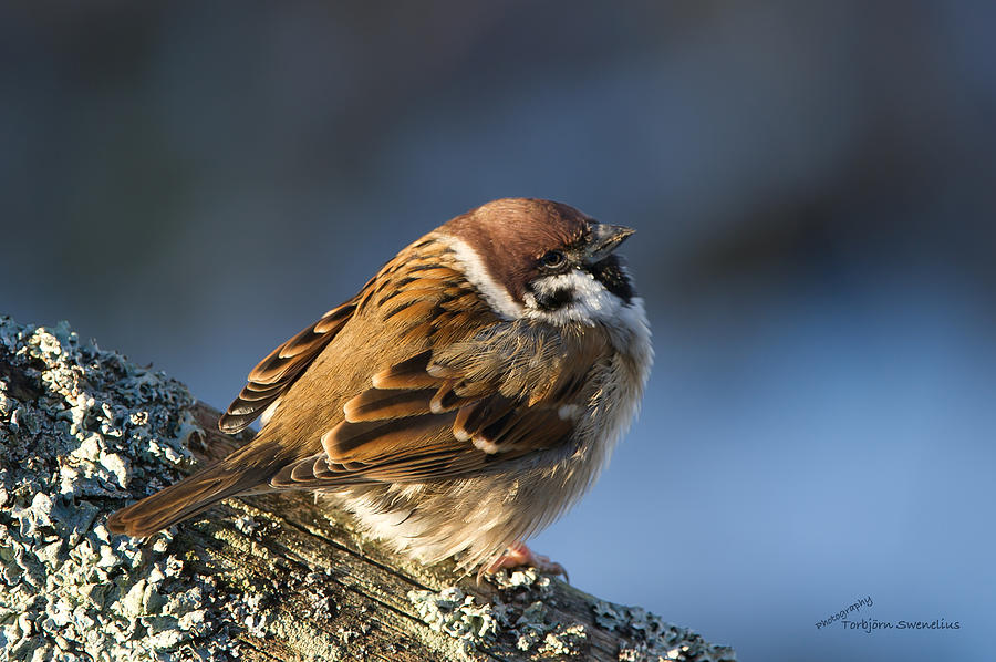 Sparrow dig the sun Photograph by Torbjorn Swenelius