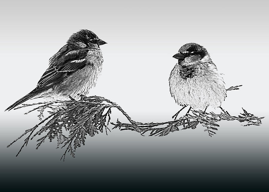 Sparrow Photograph - Sparrow Digital Art by Jayne Gohr