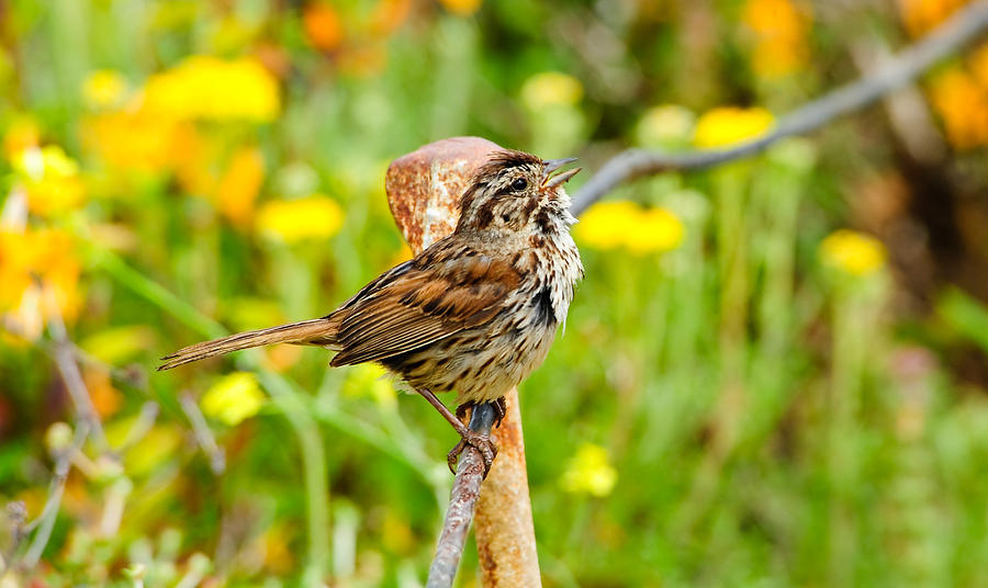 Animal Photograph - Sparrow by Don and Bonnie Fink Animal Photograph - Sparrow by Don and Bonnie Fink