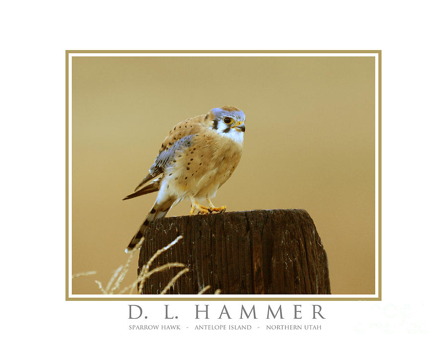 Sparrow Hawk Photograph by Dennis Hammer