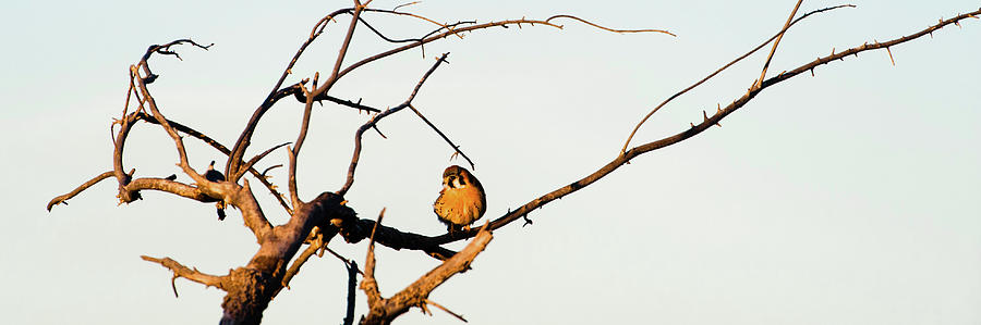 Nature Photograph - Sparrow Hawk Perching On Bare Tree by Panoramic Images