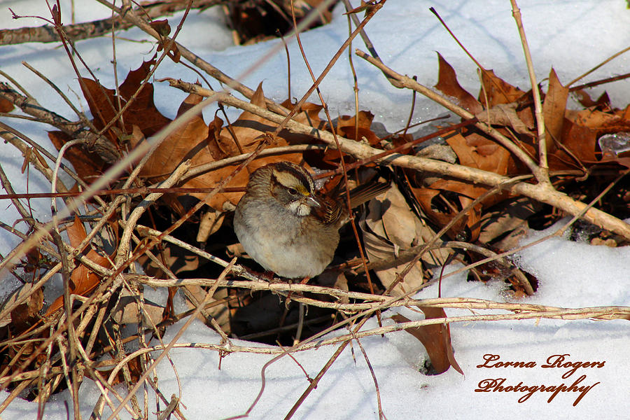 Sparrow Hideout Photograph by Lorna Rose Marie Mills DBA  Lorna Rogers Photography