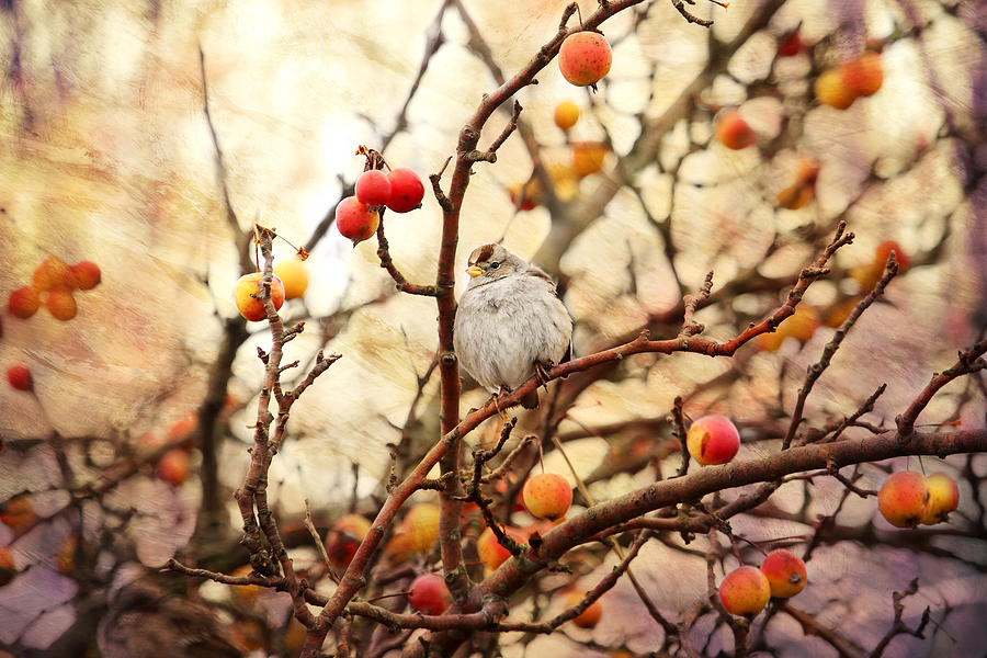 Sparrow in a Crab Apple Tree Photograph by Peggy Collins