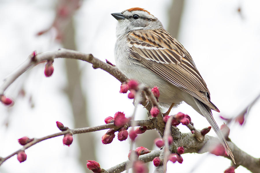 Sparrow in Arboretum Photograph by Natural Focal Point Photography