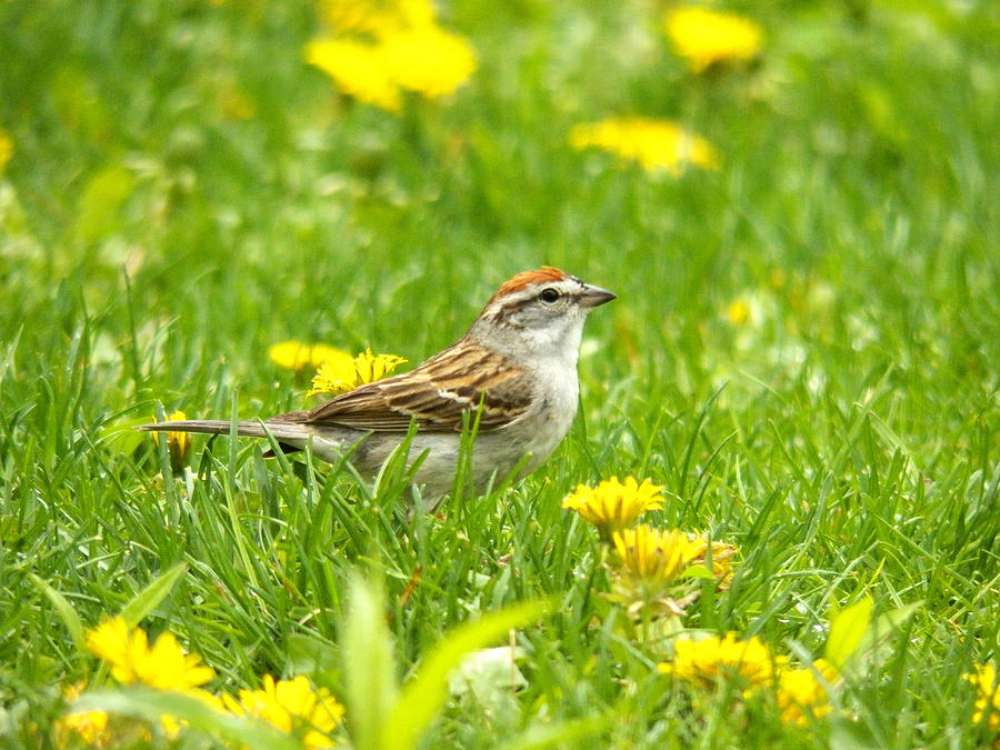 Sparrow in Dandelion Field Photograph by Corinne Elizabeth Cowherd
