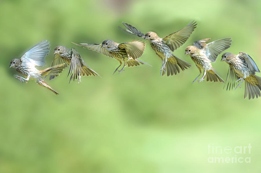 Sparrow in flight Photograph by Dan Friend