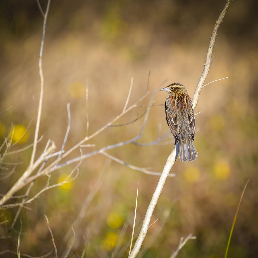 Sparrow In Marshland Photograph by Carolyn Marshall
