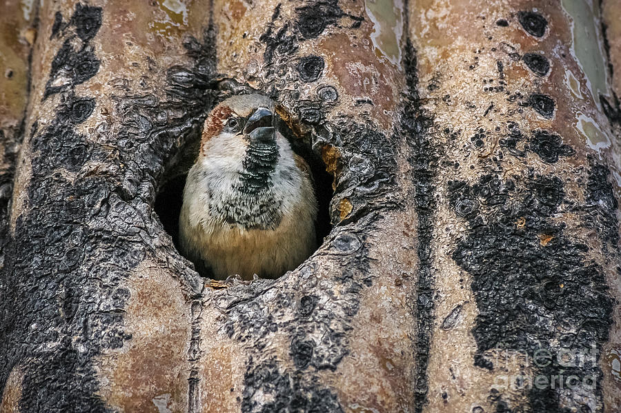 Sparrow In Saguaro Photograph by Al Andersen