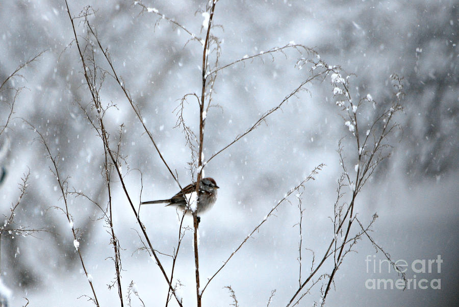 Sparrow in Snow Photograph by Lila Fisher-Wenzel