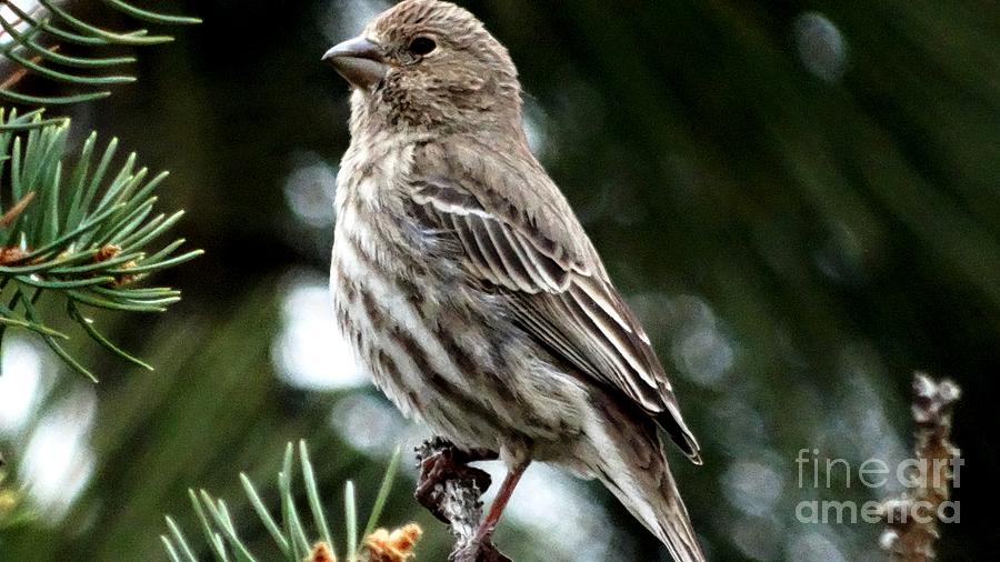 Sparrow in the Pines Photograph by J L Zarek